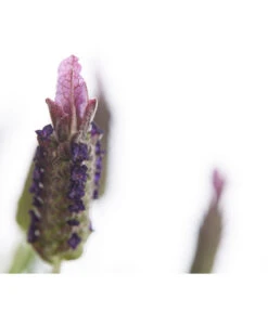 Schopf-Lavendel -Gartenbedarf Angebote 8017089 PR DE 001 LavendelStoechasLavandulaStoechasT18DehnerExpressHerzig