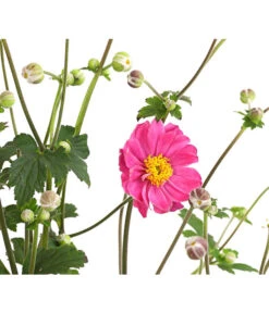 Herbst-Anemone 'Pamina', Verschiedene Farben 11 Herbst-Anemone 'Pamina', Verschiedene Farben -Gartenbedarf Angebote 8019176 WE DE 003 AnemoneJaponicaPaminaAnemonePamina2LiterDehnerExpressHerzig