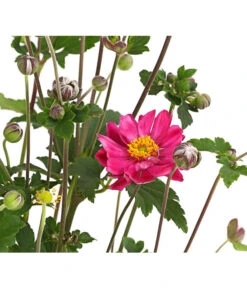 Herbst-Anemone 'Pamina', Verschiedene Farben 12 Herbst-Anemone 'Pamina', Verschiedene Farben -Gartenbedarf Angebote 8019176 WE DE 004 AnemoneJaponicaPaminaAnemoneBressinghamGlow2LiterDehnerExpressHerzig