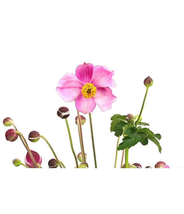 Herbst-Anemone 'Pamina', Verschiedene Farben 8 Herbst-Anemone 'Pamina', Verschiedene Farben – Bild 6