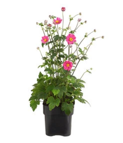 Herbst-Anemone 'Pamina', Verschiedene Farben 9 Herbst-Anemone 'Pamina', Verschiedene Farben -Gartenbedarf Angebote 8019176 WE FS 003 AnemoneJaponicaPaminaAnemonePamina2LiterDehnerExpressHerzig