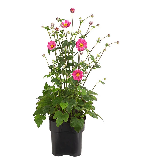 Herbst-Anemone 'Pamina', Verschiedene Farben 4 Herbst-Anemone 'Pamina', Verschiedene Farben – Bild 2