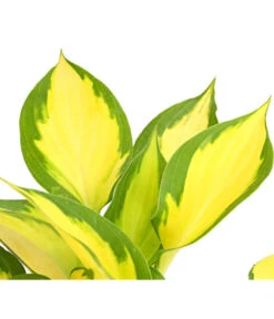 Funkie 'Forbidden Fruit' 7 Funkie 'Forbidden Fruit' -Gartenbedarf Angebote 8029191 PR DE 001 HostaFunkieOrangeMarmaladeDehnerExpressHerzig