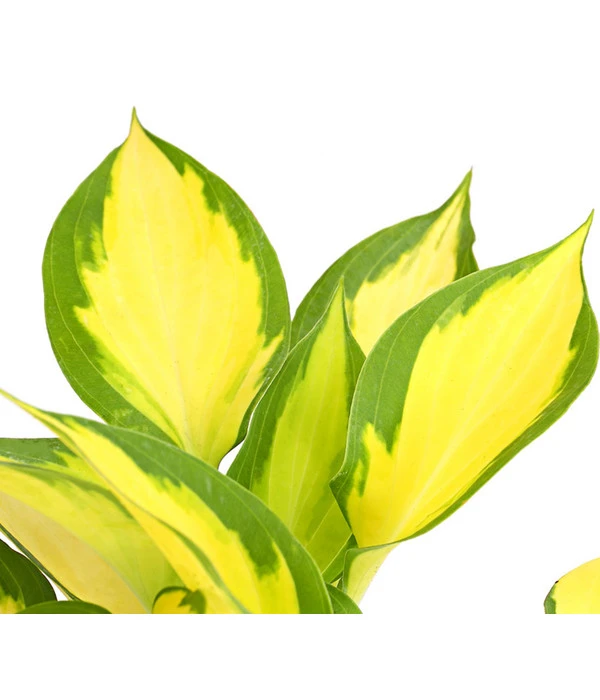 Funkie 'Forbidden Fruit' 5 Funkie 'Forbidden Fruit' – Bild 3