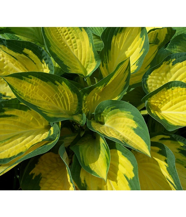 Funkie 'Forbidden Fruit' 4 Funkie 'Forbidden Fruit' – Bild 2