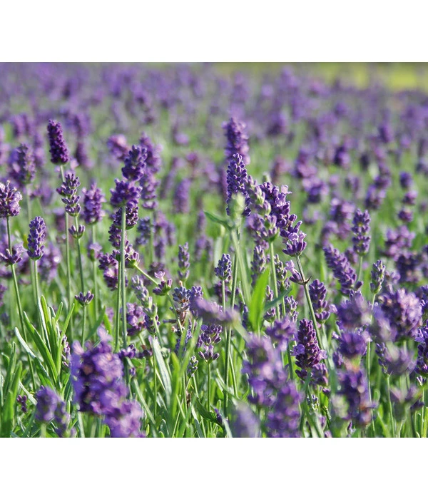 Lavendel 4 Lavendel – Bild 2
