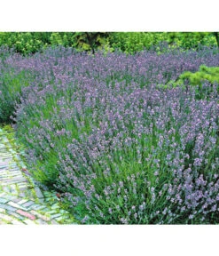Lavendel 8 Lavendel -Gartenbedarf Angebote 8034126 BildFS 001 LavendelLavendelHidcoteHx
