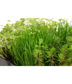 Wasserpflanzen-Set Sauerstoff, Verschiedene Sorten, 6er-Schale -Gartenbedarf Angebote 8048225 WE DE 001 WasserpflanzenSauerstoffSet6er