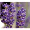 Lavendel -Gartenbedarf Angebote 8072597 BildD 001 LavendelLavandulaAgustiHc23L