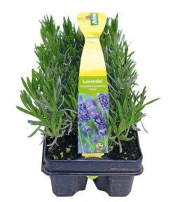Neue Produkte -Gartenbedarf Angebote 8072605 PR FS 001 Lavandula6erPackAllgreen