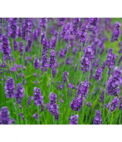 Neue Produkte -Gartenbedarf Angebote 8094096 PR MO 001 DownderryOlympiaHelix