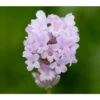 Lavendel 'Little Lottie' 1 Lavendel 'Little Lottie' -Gartenbedarf Angebote 8094469 PR DE 001 DownderryLittleLottieHelixOnline