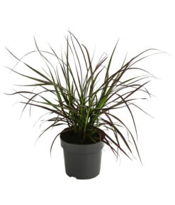 Rotes Lampenputzergras 'Summer Samba'