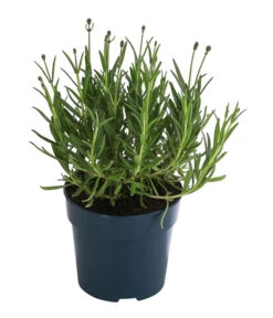 Neue Produkte -Gartenbedarf Angebote 8097545 WE FS 001 LavendelRoyalBlue1L