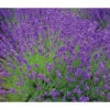 Lavendel 'Royal Blue' -Gartenbedarf Angebote 8097545 WE MO 010 8092108LavandulaLavendelBlau