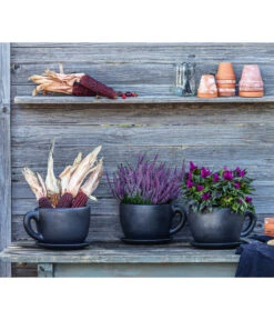 Federbusch 'Venezuela' -Gartenbedarf Angebote 8122210 WE MO 001 Ziermais