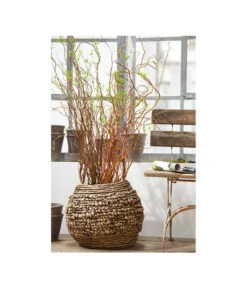 Korkenzieherweide-Bund 11 Korkenzieherweide-Bund -Gartenbedarf Angebote 8149114 PR MO 001 KorkenzieherweideBL4a