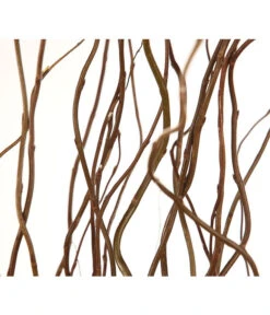 Korkenzieherweide-Bund 12 Korkenzieherweide-Bund -Gartenbedarf Angebote 8149114 WE DE 001 Salix B