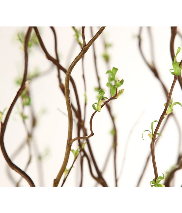 Korkenzieherweide-Bund 8 Korkenzieherweide-Bund – Bild 6