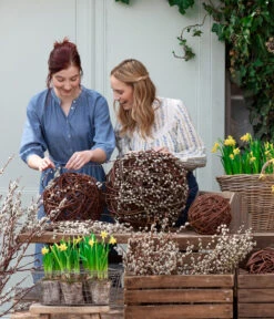 Narzissen 'Tête à Tête' In Birkentopf, Ca. Ø11 Cm -Gartenbedarf Angebote 8150476 WE MO 001 WeidenkaetzchenBundWeidenkugel