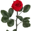 Longlife-Rose Mit Stiel, Rot -Gartenbedarf Angebote 8168072 PR FS 001 LonglifeRosemitStielDehnerExpressHerzig
