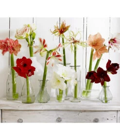 Amaryllis - Hippeastrum-Hybride -Gartenbedarf Angebote 8201535 8201600 8736175 8646994 8700809 8114530 WE MO 001 Amaryllis 009