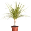 Drachenbaum - Dracaena Marginata 'Sunray' -Gartenbedarf Angebote 8204562 PR FS 001 DracaenaSunrayDrachenbaumDehnerExpressZS