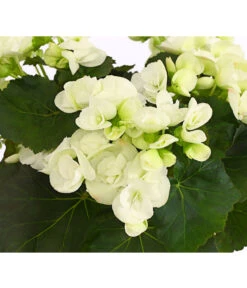 Elatior-Begonie - Begonia Elatior 9 Elatior-Begonie - Begonia Elatior -Gartenbedarf Angebote 8208399 PR DE 001 BegonieElatiorBegoniaWeissT13DehnerExpressHerzig