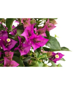 Drillingsblume, Pyramide/Spalier 9 Drillingsblume, Pyramide/Spalier -Gartenbedarf Angebote 8209165 WE DE 001 DrillingsblumeT15