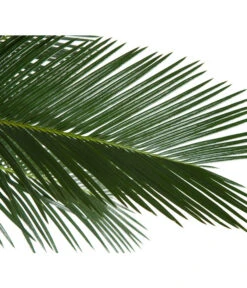 Sagopalmfarn - Cycas Revoluta 7 Sagopalmfarn - Cycas Revoluta -Gartenbedarf Angebote 8216236 BildD 001 PalmfarnCycasRevoluta45