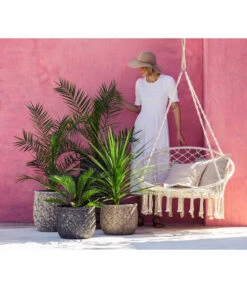 XXL Kanarische Dattelpalme, Ca. 140-160 Cm -Gartenbedarf Angebote 8216277 WE MO 001 DracaenaIndivisiaT20