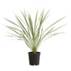 Keulenlilie - Cordyline Australis Variegata -Gartenbedarf Angebote 8216368 PR FS 001 KeulenlilieCordylineAustralisVariegataT17ExpressHerzig