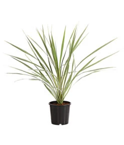 Neue Produkte 23 Keulenlilie - Cordyline Australis Variegata