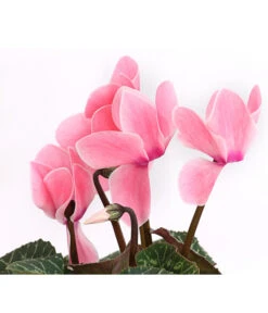 Alpenveilchen, Gerandet -Gartenbedarf Angebote 8217580 WE DE 001 AlpenveilchenCyclameSofaT12DehnerExpressHerzig