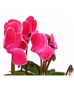 Alpenveilchen, Gerandet -Gartenbedarf Angebote 8217580 WE DE 005 AlpenveilchenCyclameSofaT12DehnerExpressHerzig