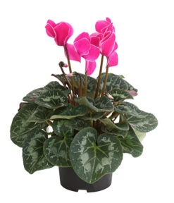 Alpenveilchen, Gerandet -Gartenbedarf Angebote 8217580 WE FS 002 AlpenveilchenCyclameSofaT12DehnerExpressHerzig