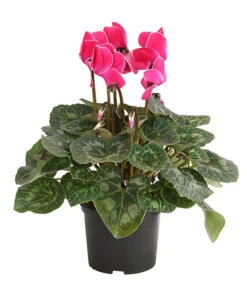 Alpenveilchen, Gerandet -Gartenbedarf Angebote 8217580 WE FS 003 AlpenveilchenCyclameSofaT12DehnerExpressHerzig