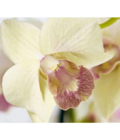 Traubenorchidee - Dendrobium 14 Traubenorchidee - Dendrobium -Gartenbedarf Angebote 8219362 PR DE 001 DendrobiumT11DehnerExpressZS