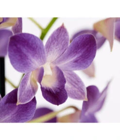 Traubenorchidee - Dendrobium 15 Traubenorchidee - Dendrobium -Gartenbedarf Angebote 8219362 PR DE 002 DendrobiumT11DehnerExpressZS