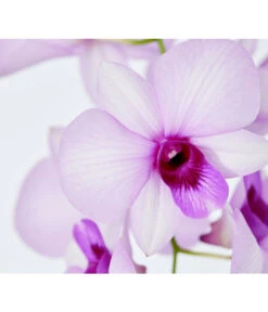 Traubenorchidee - Dendrobium 16 Traubenorchidee - Dendrobium -Gartenbedarf Angebote 8219362 PR DE 003 DendrobiumT11DehnerExpressZS