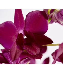 Traubenorchidee - Dendrobium 17 Traubenorchidee - Dendrobium -Gartenbedarf Angebote 8219362 PR DE 004 DendrobiumT11DehnerExpressZS