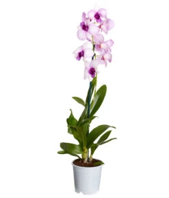 Traubenorchidee - Dendrobium 12 Traubenorchidee - Dendrobium -Gartenbedarf Angebote 8219362 PR FS 003 DendrobiumT11DehnerExpressZS