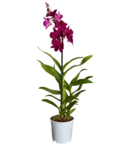 Traubenorchidee - Dendrobium 13 Traubenorchidee - Dendrobium -Gartenbedarf Angebote 8219362 PR FS 004 DendrobiumT11DehnerExpressZS