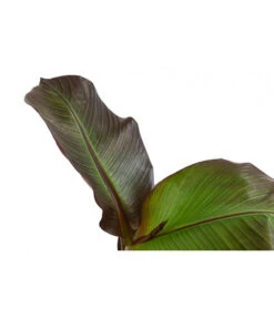 Rote Zierbanane 'Maurelii' 7 Rote Zierbanane 'Maurelii' -Gartenbedarf Angebote 8224982 WE DE 001 EnseteVentricosumMaurelliT14