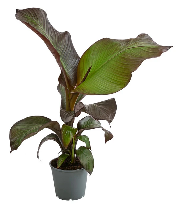 Rote Zierbanane 'Maurelii' 3 Rote Zierbanane 'Maurelii'