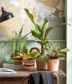 Rote Zierbanane 'Maurelii' 6 Rote Zierbanane 'Maurelii' -Gartenbedarf Angebote 8224982 WE MO 001 EnsereMaurelli