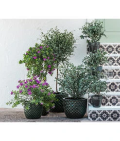 Kreuzblume, Stämmchen -Gartenbedarf Angebote 8225948 8591000 8591125 6705461 WE MO 001 PolygalaEucalyptus