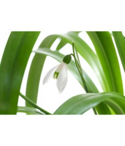 Gartenbedarf Angebote -Gartenbedarf Angebote 8231789 WE DE 001 GalanthusWoronowiiT9