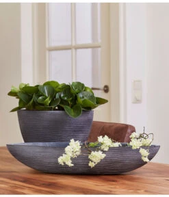 Peperomie - Peperomia Obtusifolia -Gartenbedarf Angebote 8243040 PR MO 001 PeperomiaObtusifoliaGPS