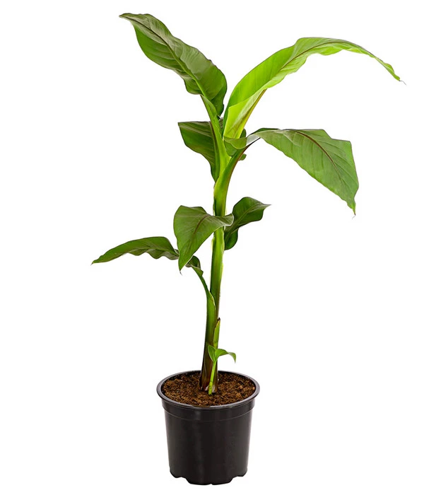 Japanische Faserbanane - Musa Basjoo 3 Japanische Faserbanane - Musa Basjoo